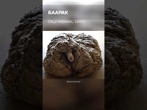 Спустя 5 лет нашли сбежавшую овцу