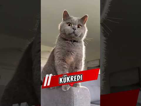 Bu kedi Mufasa olmaya karar verdi ve işler komik oldu 🦁🐱 #kedi #eğlenceli #shorts