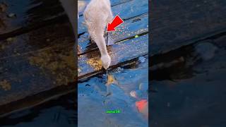 This duck has a kind gestures #shorts