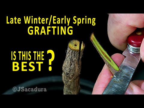 BEST GRAFTING TECHNIQUE in early SPRING? | Grafting Fruit Trees