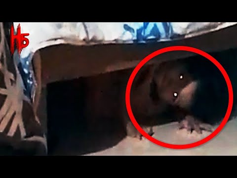 5 SCARY GHOST Videos That Will Keep You Up All Night