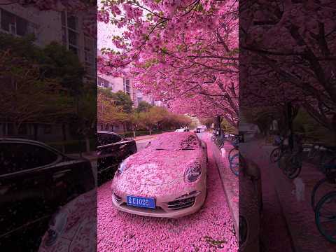 What a beautiful flower