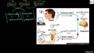 Coordinators, Effectors and Receptors