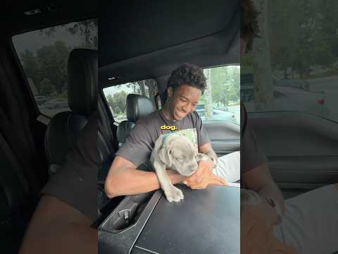 Adopting a Puppy Gone Wrong…