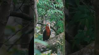 Rufous necked hornbill | Latpanchar #birds #wildlifephotography #nikon #nature