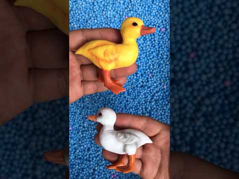 wow #animals