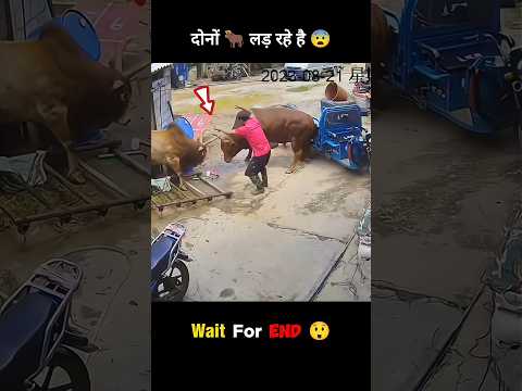दोनो बैल लड़ रहे है 😨 #shorts