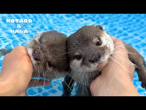 しゃべりながらプールで同時攻撃しかけてくるカワウソ Otters Ambush Me in the Pool with Different Attack Styles!