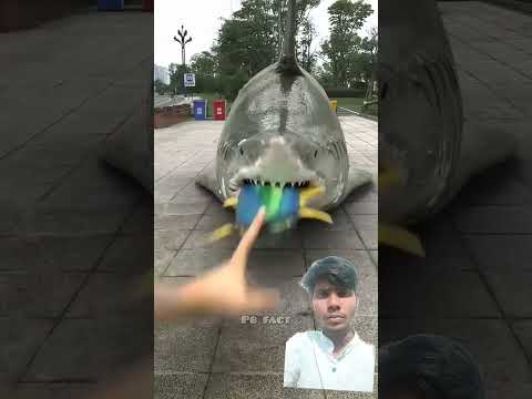 Moti machli ka pet fat Gaya #shark #sharkscience