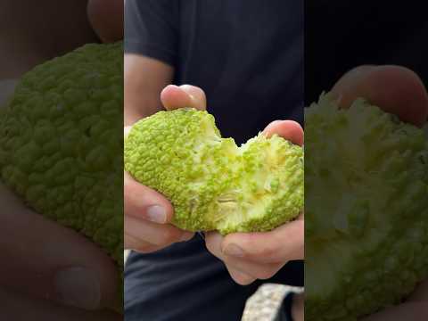 Can I eat this green brain? 🧠