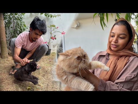 இப்படி ஆகவே கூடாது..🤯 cat FIRST NIGHT..🤣