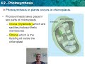 Photosynthesis Concepts and Processes