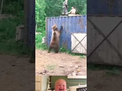 Bear Tried To Catch A Man ? | Funny Animal Video | #shorts #youtubeshorts