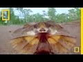 Frilled Lizard Behavior and Adaptations