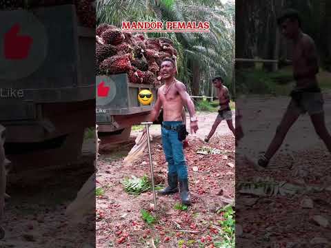 Mandor pemalas #sawit #kelapasawit #kurirsawit #muatsawit #petanisawit #sawit #kelapasawit #fyp