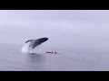 Whale Watching Incident Analysis
