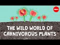 Carnivorous Plants and Their Mechanisms