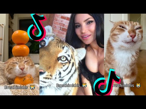 BRUSCHIMICHIS😹💗 1 hora de risa🐈💕! // #bruschimichis #humor