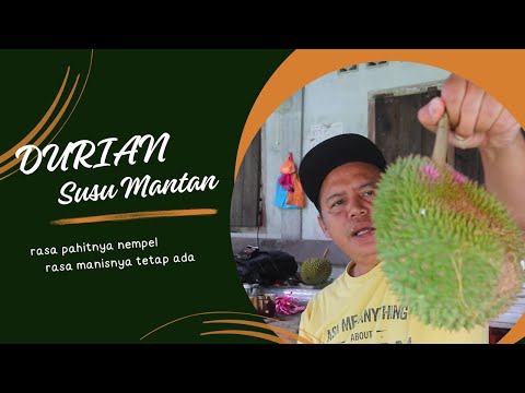 DURIAN 5U5U MANTAN, PAHITNYA NINGGAL, MANISNYA NEMPEL