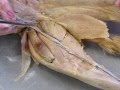 Muscle Anatomy and Functions