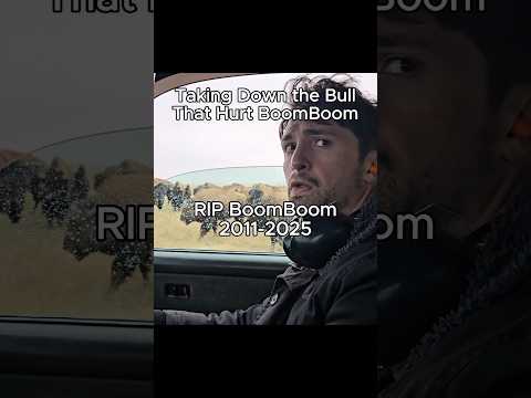 Taking Down the Bull That Hurt BoomBoom