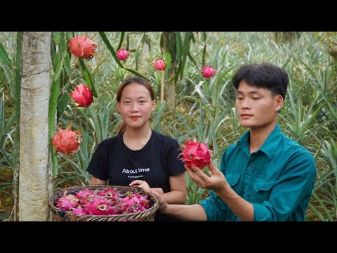 With girlfriend, Go harvest dragon fruit, My daily life, Forest life