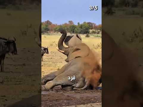 اصعب اللحظات اللي اتصورت للحيوانات و هي بتموت😪