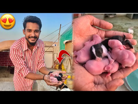Hmari Ek Or Rabbit Ne Bache De diye😍 | Rabbit Giving Birth Live | New Born Baby Bunnies