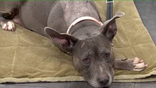 Pet of the Week-Grooming Routines for pets
