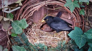 🐦 AMAZING! Blackbird Builds Perfect Nest in Just 24 Hours ⏰ | Rare Nest Cam Footage