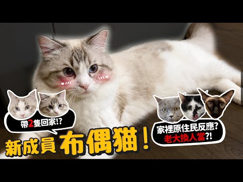 【新成員】我們養了布偶貓!?家中三貓看到布偶貓的反應?被要求帶兩隻回去?【許伯簡芝】