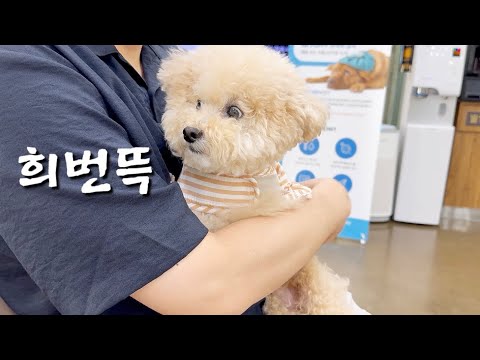 물림 사고 후 우리집 강아지가 달라졌어요!!