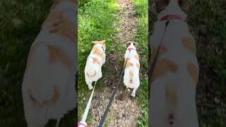 Always together 🐶🐶 Cute dogs Jack Russell Terriers  #dog #cutedog #puppy