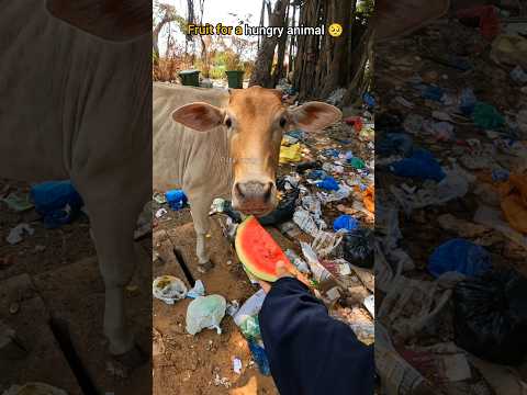 🐮Helping street cows: a small act with big impact 🥺