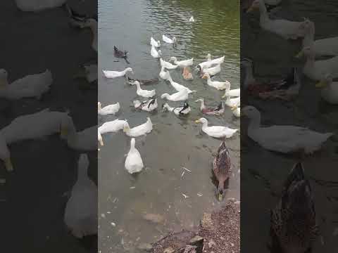 ¡Patos Locos! 🦆 Cuando Todos Corren Sin Parar", video divertido, videos graciosos