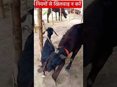 नियमों से खिलवाड़ न करें#trending #viral #goatfarming #farming #goat #bakripalan #animals #pashu#vet