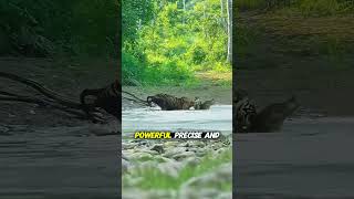 A Lone Tiger’s Power
