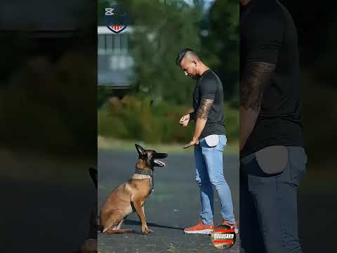 #k9trainer #dog #dogsoftiktok #trending # trainingdogs#k9 #tactical#viralshorts #fyp