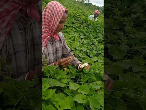 Spine Gourd (Teasle Gourd, or Kakrol) Farming Success – The Power of Early Pollination! 🚜🌞 #shorts