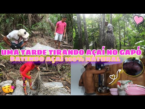 VLOG: FOMOS PRO GAPÓ TIRAR AÇAÍ e BACABA|| COMO PREPARAMOS||O VERDADEIRO AÇAÍ DIRETAMENTE DO PARÁ!!🤤