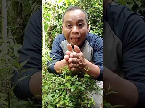 yuk kita ketawa bersama #funny
