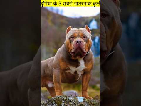 3 सबसे खूंखार और खतरनाक कुत्ते | most dangerous dogs | #shorts