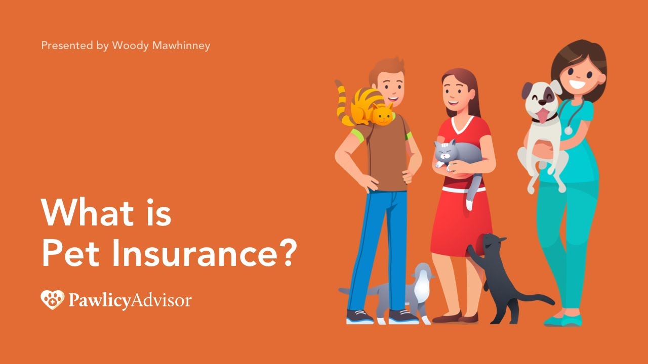 What Is Pet Insurance? | Pawlicy Advisor