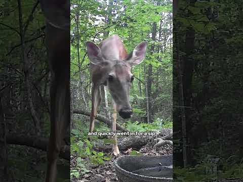I Left a Bowl of Water in the Woods...