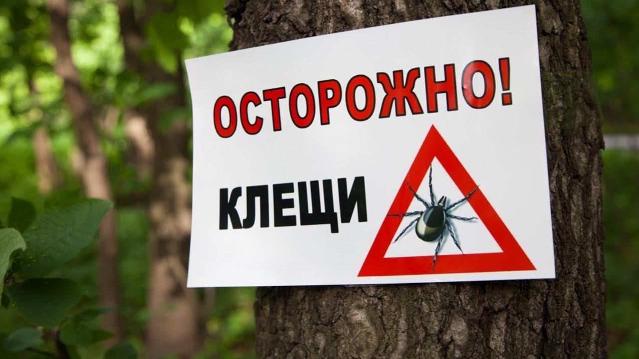 Защити себя от клещей 45 суток спокойствия
