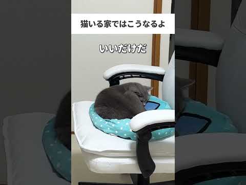 #猫 #子猫 #ねこ #cat #猫動画 #替え歌