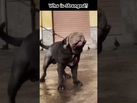 Majestic Mastiffs #dog #giant #beautiful