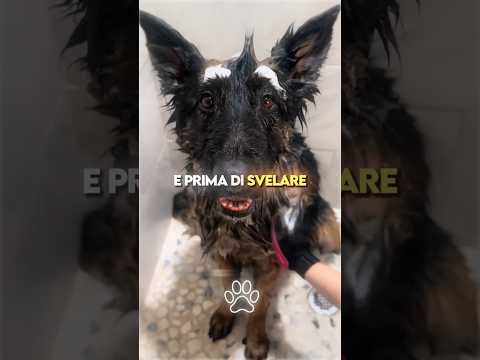 ❤️‍🩹🤝 Le 3 Razze di Cani che Non Ti Tradirebbero Mai