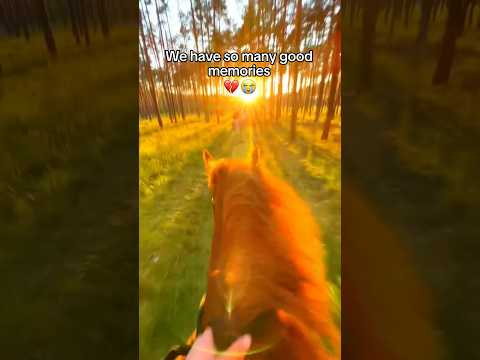 I miss him so much 💔😭 #horse #horses #equestrian #showjumper #horserider
