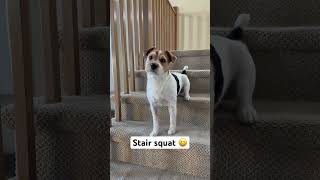 Henry the Jack Russell Terrier Dog - Stair Squat #dog #dogshorts #jackrussellterrier #dogs